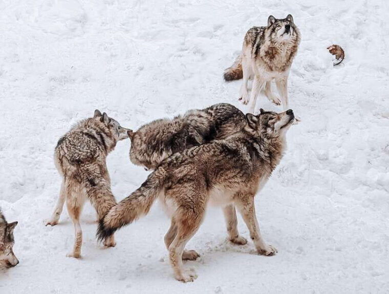 ottawa-private-wildlife-adventure-safari-in-parc-omega