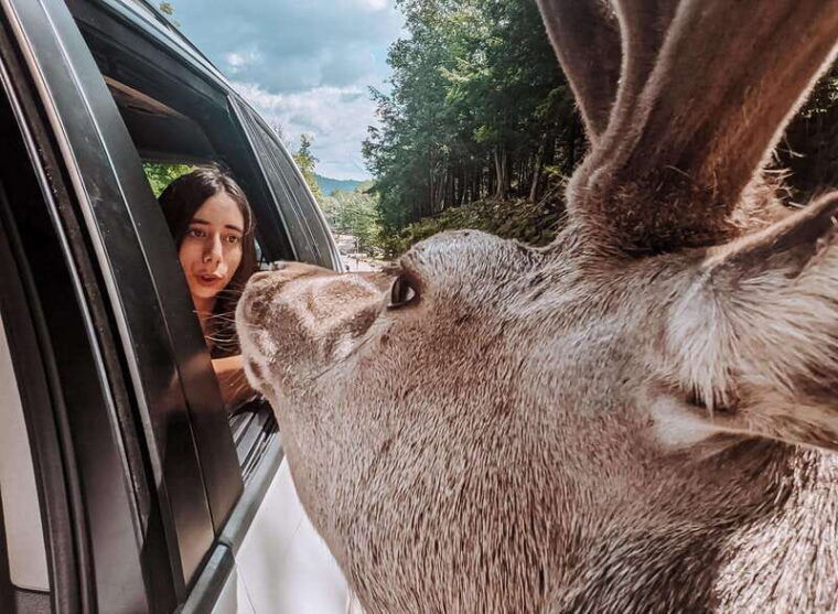ottawa-private-wildlife-adventure-safari-in-parc-omega