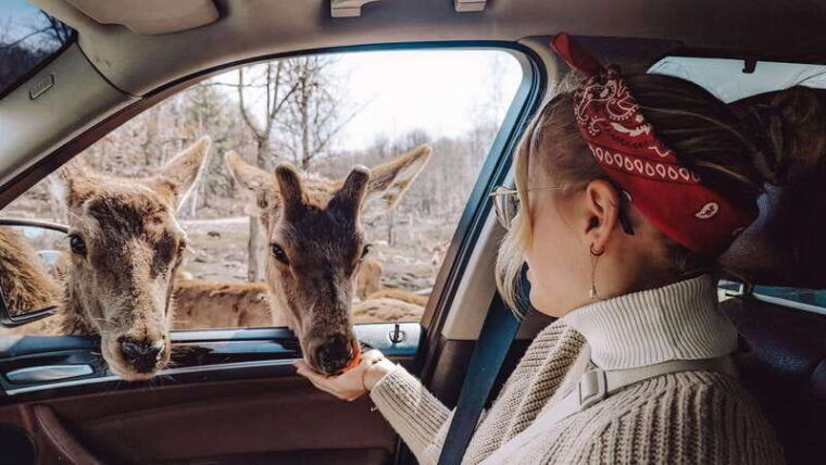 ottawa-private-wildlife-adventure-safari-in-parc-omega