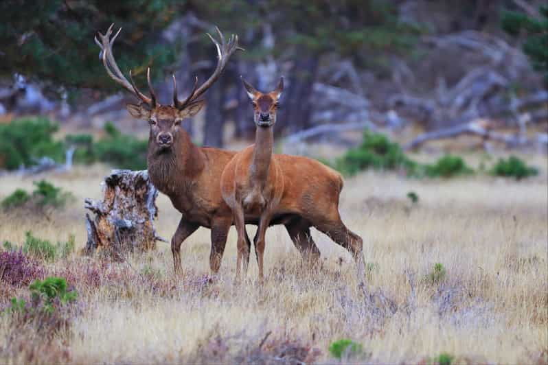 otterlo-de-hoge-veluwe-national-park-entry-ticket