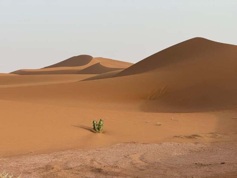 Ouarzazate: Dades Gorges & Rose Valley Day Trip - An In-Depth Look at the Itinerary