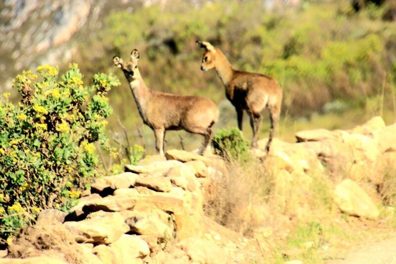 Oudtshoorn: Half-Day Swartberg Pass Private Guided Tour - Guided Walks and Geological Wonders