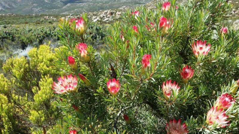 Oudtshoorn: Half-Day Swartberg Pass Private Guided Tour - Practical Details and Value