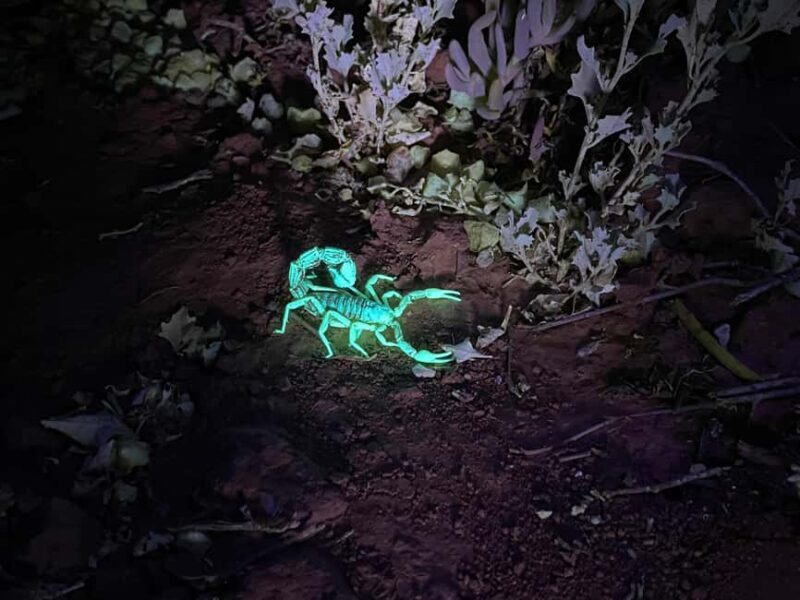 Oudtshoorn: Night Time Nature Walk - Detailed Breakdown of the Tour