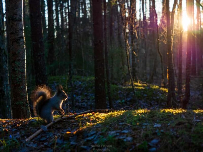 Oulu: Guided Fatbike Tour From Nallikari Around Hietasaari - Discovering Oulu’s Natural Beauty by Fatbike