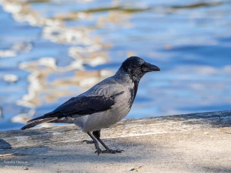 Oulu: Hietasaari Nature Tour with Local Guide - The Value and Practicalities