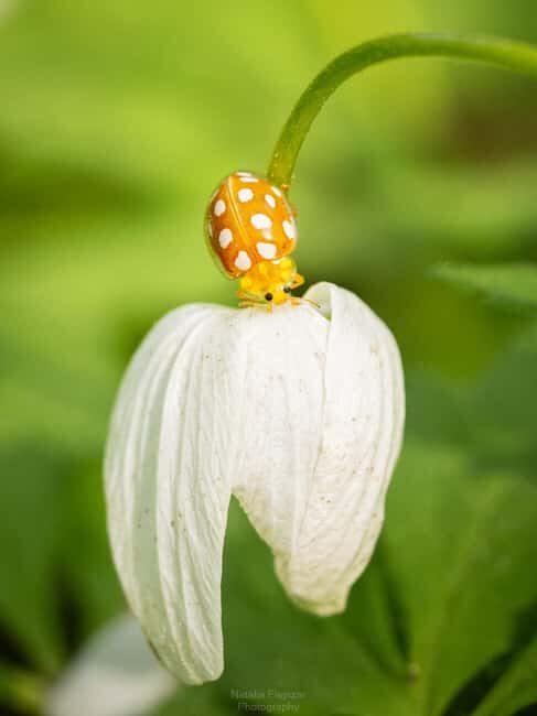 Oulu: Hietasaari Wildlife Hike with Nature Guide - Finnish Picnic