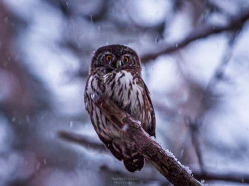Oulu: Hietasaari Wildlife Hike with Nature Guide - Starting Point & Transportation