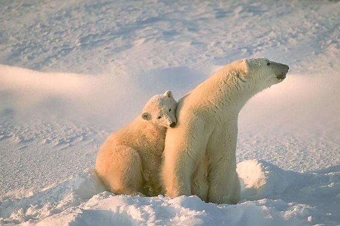 ounasvaara-and-ranua-zoo-2