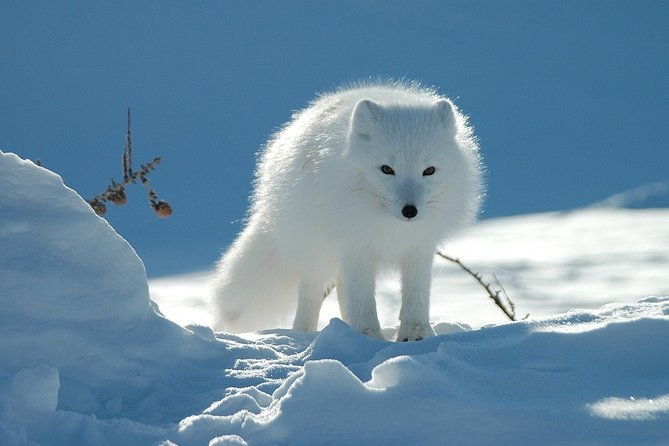 ounasvaara-and-ranua-zoo-2