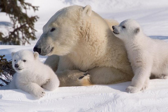 ounasvaara-and-ranua-zoo-2