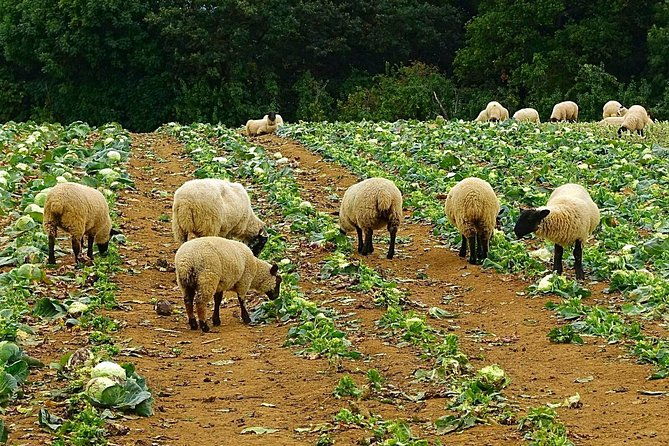 our-famous-north-cotswold-tour