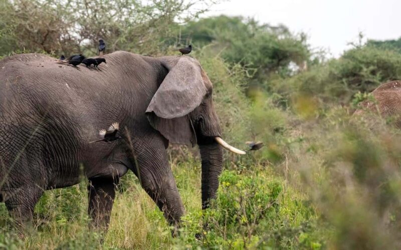 Our Top-Best 3-day Tanzania Joining Group Safari - Overview of the 3-Day Tanzania Safari