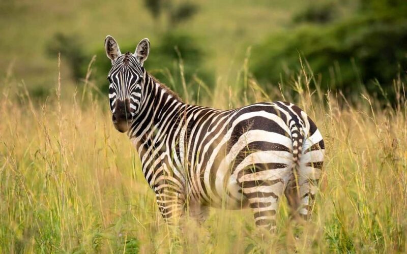 Our Top-Best 3-day Tanzania Joining Group Safari - Day 2: The Ngorongoro Crater and Its Wonders