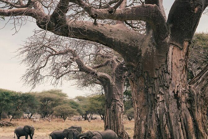 Our world's Top Best 3-Day Tanzania Budget Group Camping Safari - Key Points