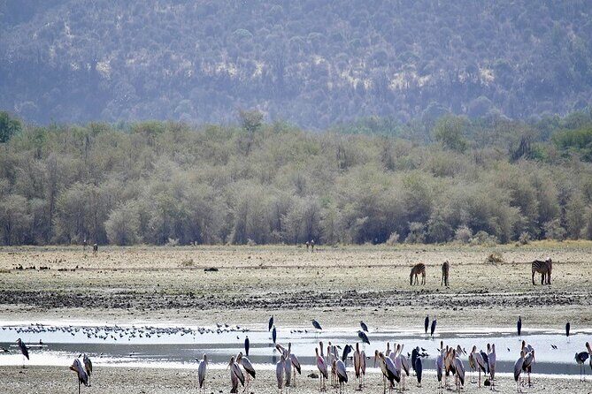 Our world's Top Best 3-Day Tanzania Budget Group Camping Safari - An Honest Look at the 3-Day Tanzania Budget Camping Safari