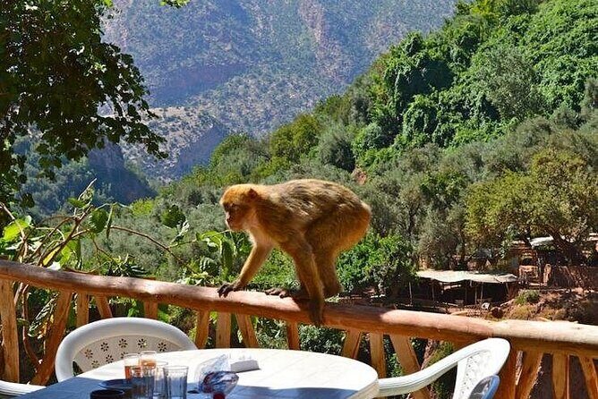 Ourika Valley Trip with Traditional Meal - Key Points