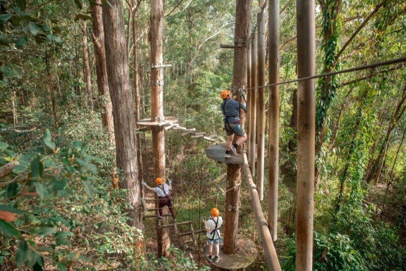Ourimbah: Central Coast Treetops Adventure Tree Ropes Course - Key Points