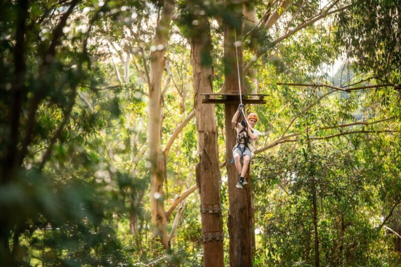 Ourimbah: Central Coast Treetops Adventure Tree Ropes Course - A Balanced Look at the Treetops Adventure Central Coast