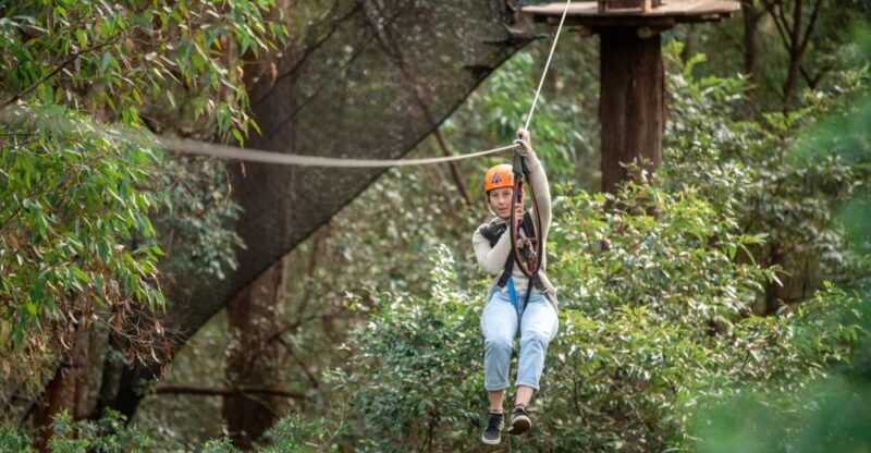 Ourimbah: Central Coast Treetops Adventure Tree Ropes Course - Practical Details and Tips for Visitors