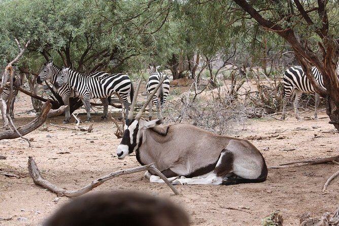 Out of Africa Wildlife Park Admission Ticket - Authentic Encounters Based on Visitor Feedback