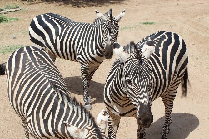Out of Africa Wildlife Park Admission Ticket - Who Is This Tour Best For?