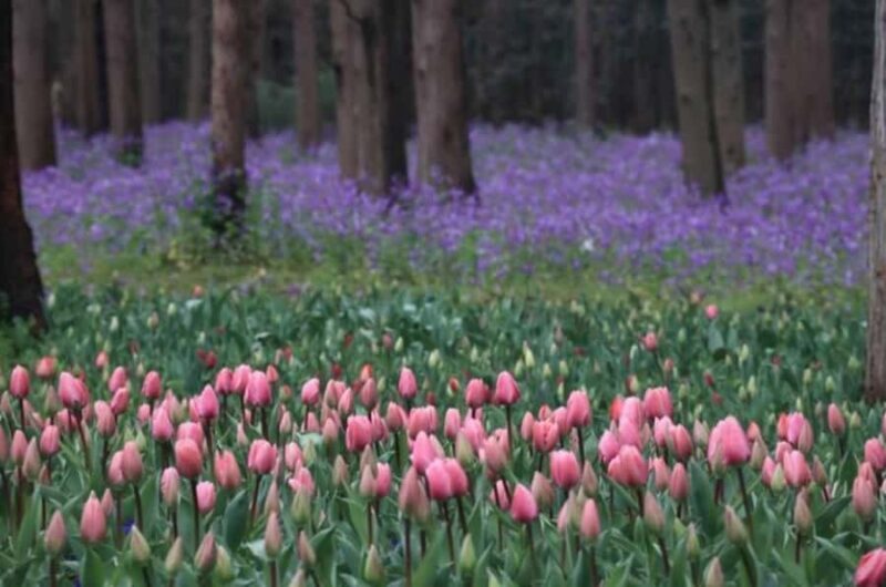 Outdoor Fun in Shanghai: Dongping Park Entry for 2-Person - Discovering Dongping National Forest Park in Shanghai