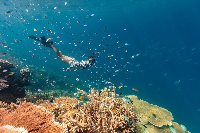Outer Great Barrier Reef Snorkel Adventure in Airlie Beach - Key Points