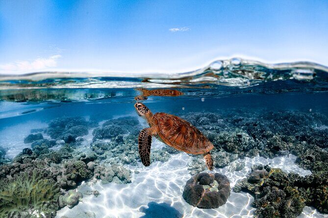 Outer Reef Mackay Cay Sail & Snorkel Adventure from Port Douglas - Who Is This Tour Best For?