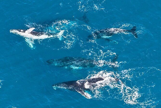 Outer Reef Odyssey - 40 minute Reef Scenic Flight - Authentic Traveler Insights: What to Expect from Reviews