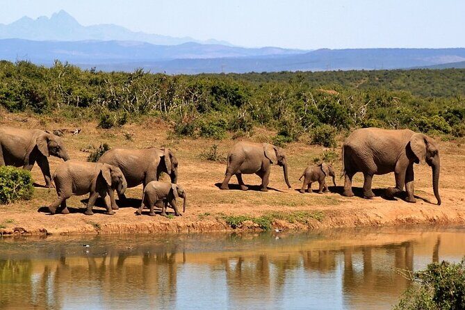 Outstanding day trip to Tarangire National Park - Final Thoughts: Who Is This Tour Best For?