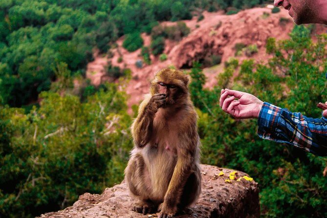 Ouzoud Falls Day Trip from Marrakech - What to Expect from the Ouzoud Falls Day Trip