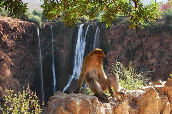 Ouzoud Waterfalls 1 Day Trip Excursion - FAQ