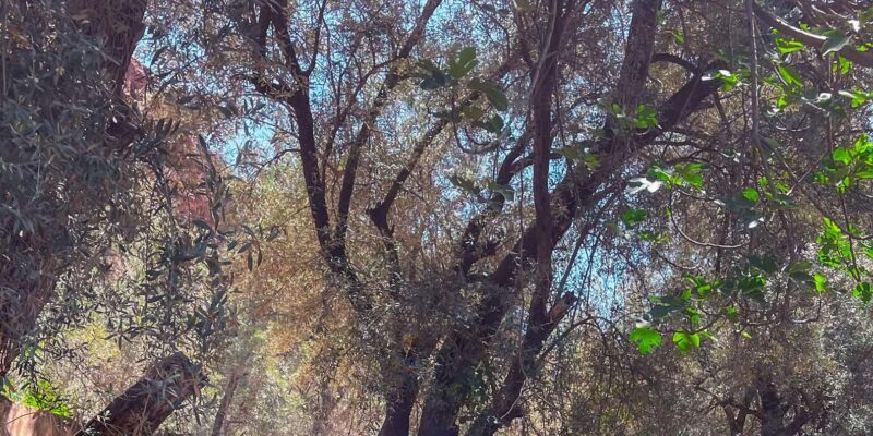 Ouzoud waterfalls customized day trip with local guide - Wildlife Encounters and Additional Activities