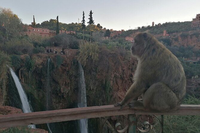 Ouzoud Waterfalls Excursions from Marrakech with boat Ride - Transportation and Group Size
