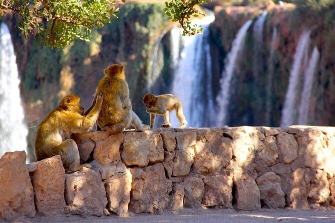 Ouzoud Waterfalls from Marrakech Day Trip - Frequently Asked Questions