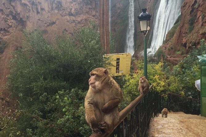 Ouzoud Waterfalls: Private or Small-Group daytrip from Marrakech - What We Love About This Tour