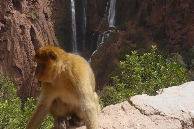 Ouzoud Waterfalls Shared Group Day Trip from Marrakech - What to Expect on the Tour