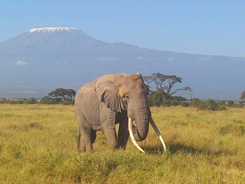 OVER NIGHT AMBOSELI PARK FROM NAIROBI BUDGET SAFARI. - Key Points