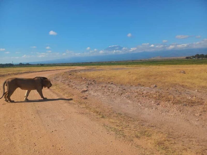OVER NIGHT AMBOSELI PARK FROM NAIROBI BUDGET SAFARI. - Accommodation and Meals