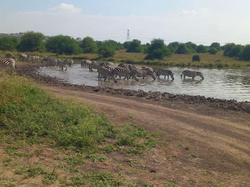 OVER NIGHT AMBOSELI PARK FROM NAIROBI BUDGET SAFARI. - Game Drives: What You’ll See