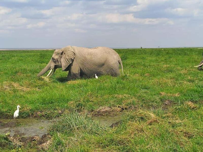 OVER NIGHT AMBOSELI PARK FROM NAIROBI BUDGET SAFARI. - Costs and Additional Expenses