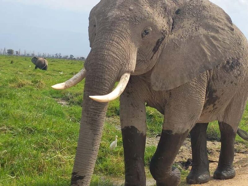 OVER NIGHT AMBOSELI PARK FROM NAIROBI BUDGET SAFARI. - The Experience Provider and Booking Flexibility