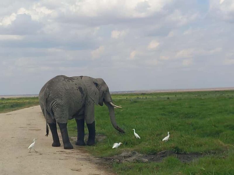 OVER NIGHT AMBOSELI PARK FROM NAIROBI BUDGET SAFARI. - Why This Tour Works Well