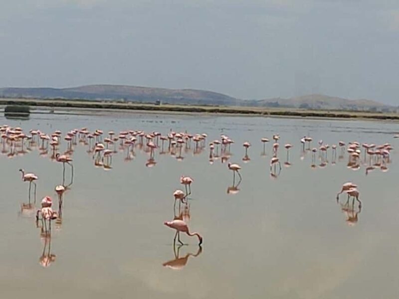 OVER NIGHT AMBOSELI PARK FROM NAIROBI BUDGET SAFARI. - Final Thoughts