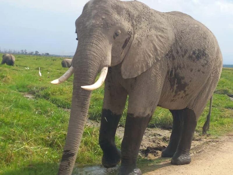 OVER NIGHT AMBOSELI PARK FROM NAIROBI BUDGET SAFARI. - FAQs