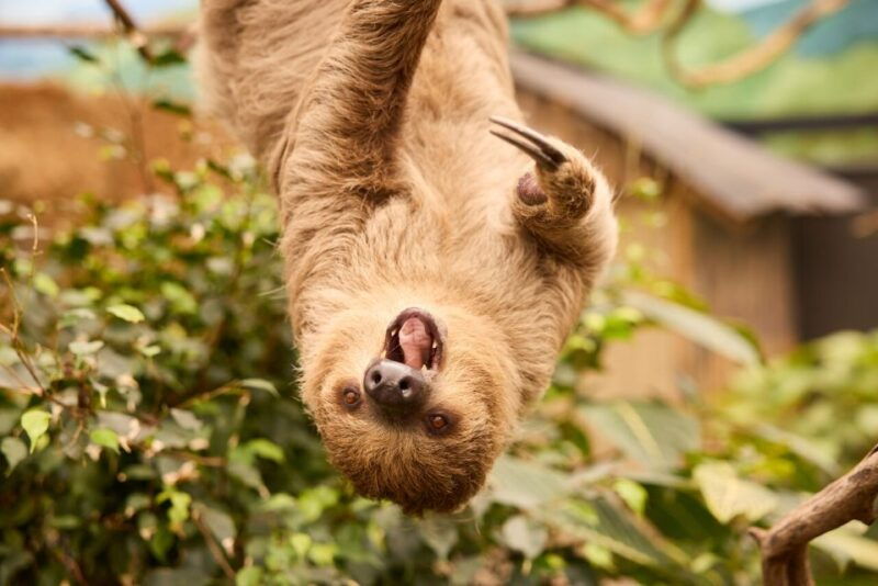 overloon-zooparc-entrance-ticket