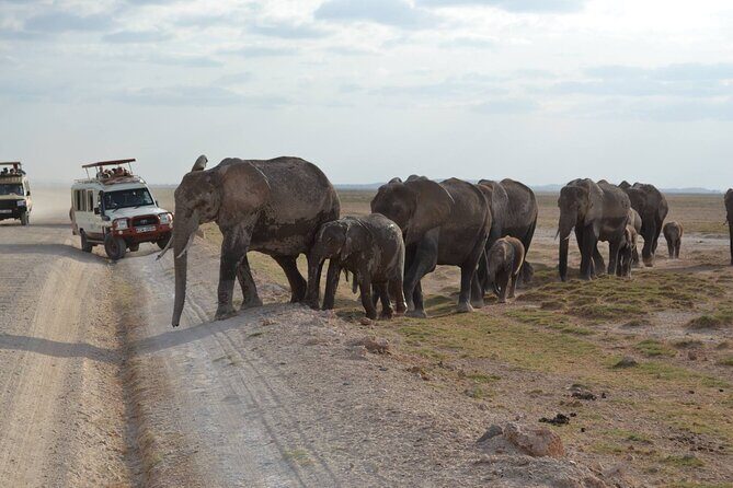 Overnight Amboseli National Park Safari - Key Points