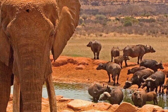 Overnight Amboseli National Park Safari - The Sum Up: Is the Amboseli Safari Worth It?