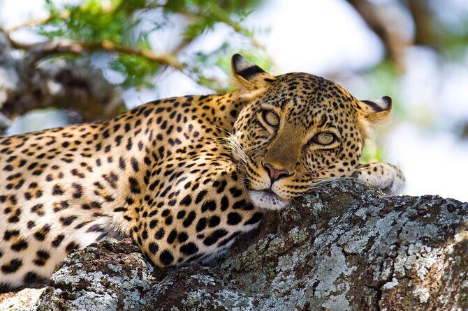 Overnight Budget Camping Tour to Maasai Mara. - Key Points  